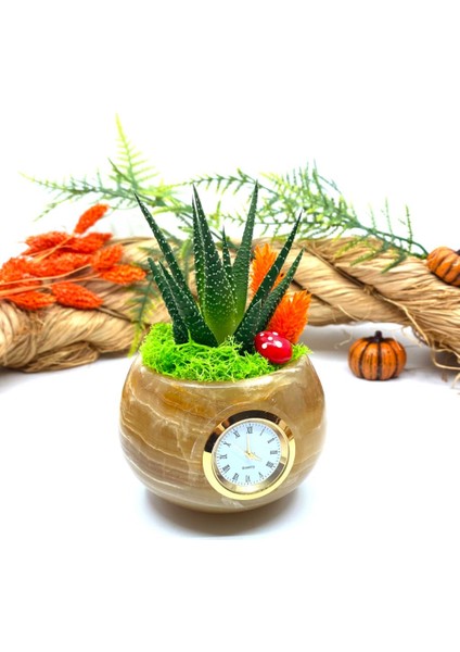 Saatli Özel Tasarım Canlı Sukulentli Gerçek Doğal Mermer Saksı Aranjmanı M11 modelleri