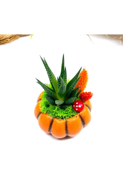 Özel Tasarım Canlı Çiçek Sukulentli Bal Kabağı ve Kupa Seti M3 modelleri