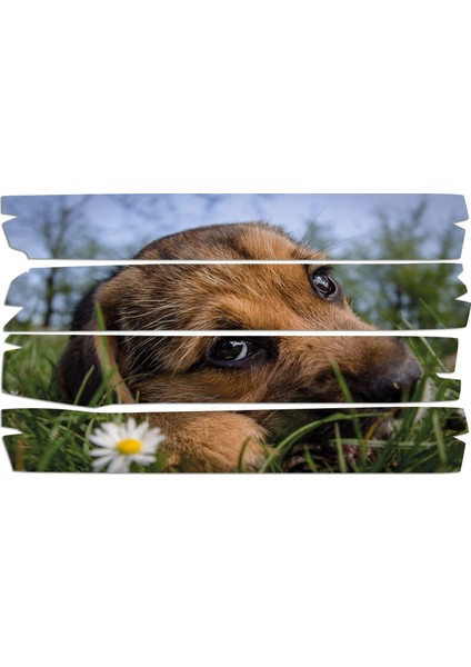 Köpek Mdf Tablo 2656 (Model E)