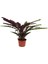 Calathea Lancifolia - Dua Çiçeği (17 cm Saksıda) 1