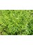 Limon Melisa Bitkisi 5 Adet - Melissa Officinalis 1