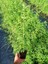 Limon Melisa Bitkisi 5 Adet - Melissa Officinalis 2