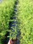 Limon Melisa Bitkisi 5 Adet - Melissa Officinalis 3