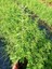 Limon Melisa Bitkisi 5 Adet - Melissa Officinalis 4