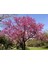 Erguvan Fidanı 5 Adet - Cercis Siliquastrum 1