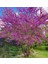 Erguvan Fidanı 5 Adet - Cercis Siliquastrum 2