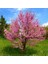 Erguvan Fidanı 5 Adet - Cercis Siliquastrum 3