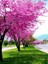 Erguvan Fidanı 5 Adet - Cercis Siliquastrum 4