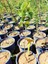 Erguvan Fidanı 5 Adet - Cercis Siliquastrum 5