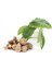 Gölevez Tohumu ( Taro Root Seeds) 1 kg 2