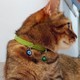 Stylie El Yapımı Kedi Tasması Nazar Boncuklu ve Zilli, Yeşil