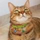 Stylie El Yapımı Kedi Tasması Nazar Boncuklu ve Zilli, Yeşil