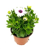 Fidanova Bodrum Papatyası, Beyaz Renk