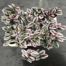 Palmiye Tradescantia Nanouk -  5,5 cm Plastik Saksıda