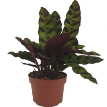 Calathea Lancifolia - Dua Çiçeği - 12 cm Plastik Saksıda