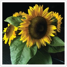 Universal Ayçiçeği Sticker Araba Oto Arma Duvar Sticker Ev Dekoratif Çıkartma 15 cm