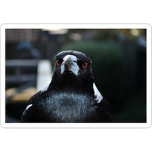 Universal Gözler Var Sticker Araba Oto Arma Duvar Sticker Ev Dekoratif Çıkartma 15 cm