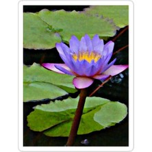 Universal Water Lılly Sticker Araba Oto Arma Duvar Sticker Ev Dekoratif Çıkartma 15 cm