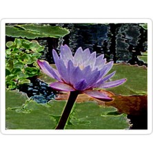 Universal Water Lılly Sticker Araba Oto Arma Duvar Sticker Ev Dekoratif Çıkartma 15 cm