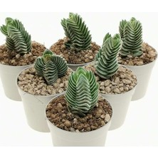 Kuzey Natura Sukulent Crassula Buddha's Temple 5,5 cm Saksıda