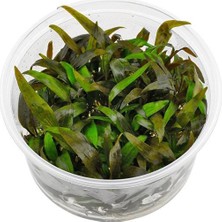 Akvaryum Bitkileri Cryptocoryne Tropica In Vitro Canlı Bitki