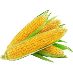 Iri Taneli Mısır Tohumu