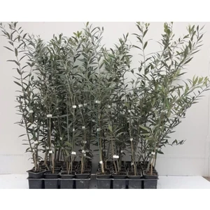 Egeo Norte 10 Adet Zeytin Fidanı Bodur Arbequina (Ispanyol) Doku Kültürü Laboratuvarında Yüksek Verimli In-Vitro Üretim