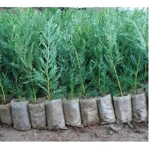 Lala Ahmet Botanik 40 Adet Küçük Torbada Leylandi Fidanı (Çit Çamı) 15-25CM. Yetiştirmek Için