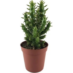 Opuntia Subulata Boldallı Kaktüs 1 Lt Saksı Içinde - Ev ve Ofis Bitkisi