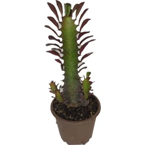 Euphorbia Trigona Rubra Kaktüs Kırmızı Süt Ağacı 1 Lt Sak Sı Içinde