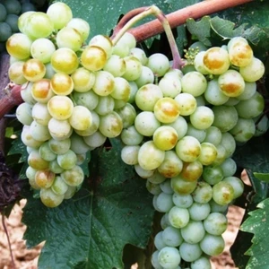 Fidan Sepetim 2 Yaş Narince (Tokat) Sarmalık Üzüm Asma Fidanı