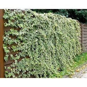 HEDERA SARMAŞIK - 1.5 + METRE SARILICI BİTKİ