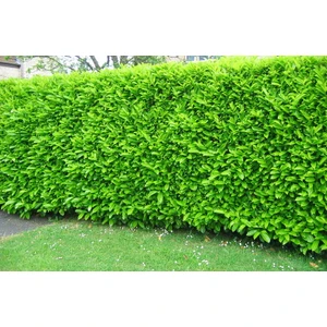 Tunç Botanik Kartopu Lucidum 10 Adet 30-40 cm Çit Bitkisi