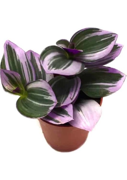 Tradescantia Nanouk - 5,5 cm Plastik Saksıda