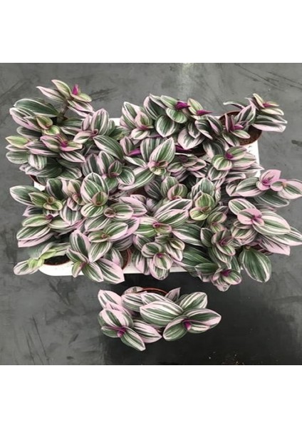 Tradescantia Nanouk - 5,5 cm Plastik Saksıda