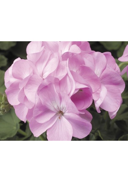 Pembe Sardunya ( 10 Tohum )