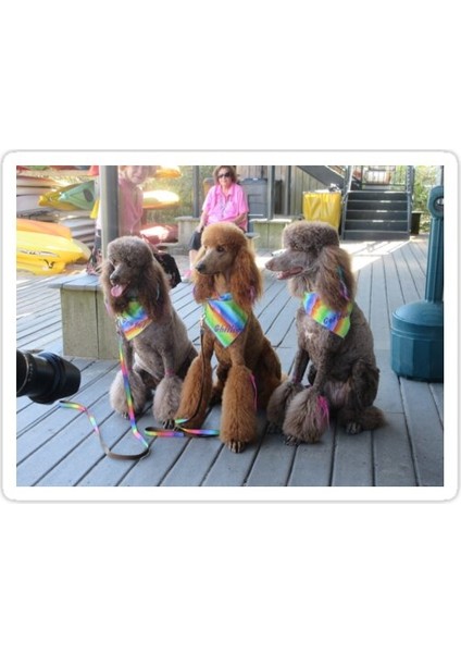 Kaniş Sisters Sticker Araba Oto Arma Duvar Sticker Ev Dekoratif Çıkartma 15 cm