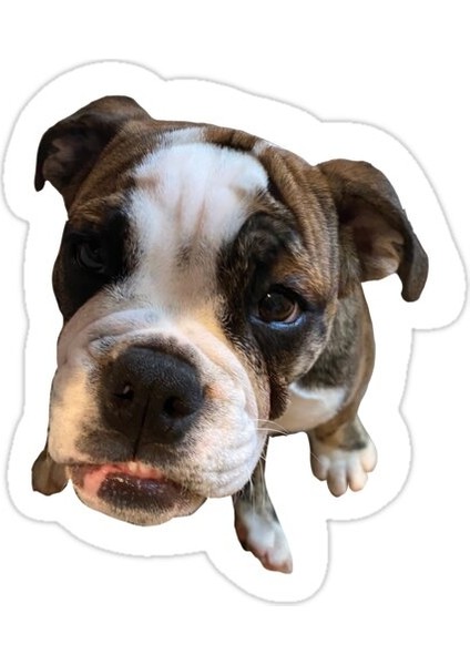 Ms P Sticker Araba Oto Arma Duvar Sticker Ev Dekoratif Çıkartma 15 cm