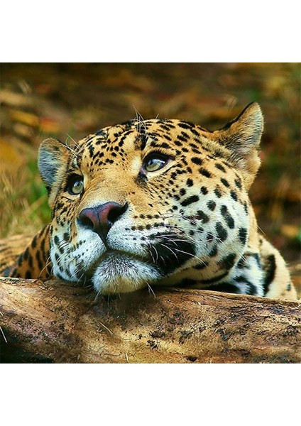 Leopar Desenli Dijital Baskılı Kaymaz Taban Yıkanabilir Modern Salon Halısı