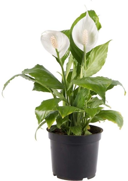 Spathiphyllum Barış Çiçeği 17 cm Plastik Saksıda