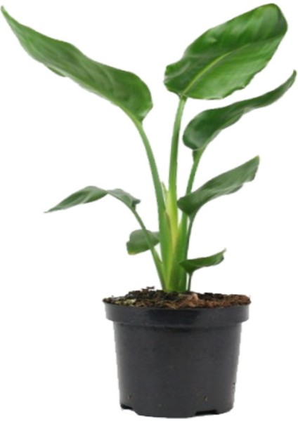 Starliçe Cennet Kuşu 11 cm Plastik Saksıda