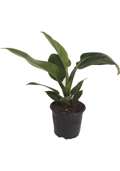 Starliçe Cennet Kuşu 11 cm Plastik Saksıda fiyatları