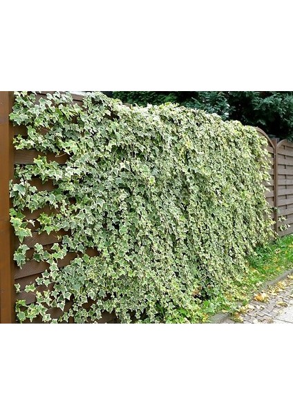 Tunç Botanik Hedera Sarmaşık - 1.5 + Metre Sarılıcı Bitki