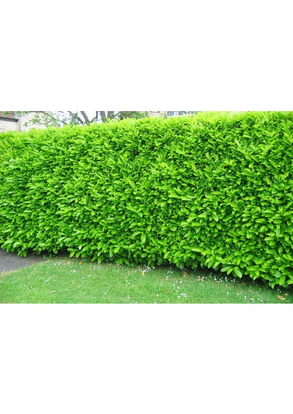 Kartopu Lucidum 3 Adet 30-40 cm Çit Bitkisi