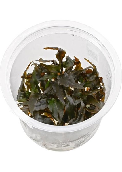 Cryptocoryne Wendtii Brown In Vitro 200CC Canlı Bitki