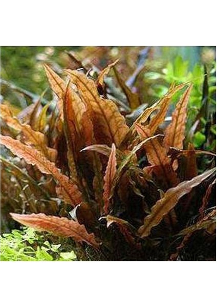 Cryptocoryne Wendtii Brown In Vitro 200CC Canlı Bitki