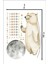 Bunny Decor Moon Bear Çocuk Odası Duvar Sticker 3