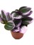 Tradescantia Nanouk - 5,5 cm Plastik Saksıda 1