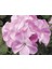Pembe Sardunya ( 10 Tohum ) 1