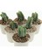 Sukulent Crassula Buddha's Temple 5,5 cm Saksıda 2